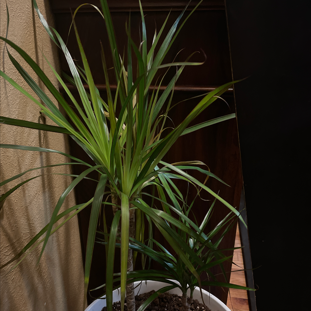 Dracaena 'Ray of Sunshine' plant in a pot with visible soil and healthy green leaves.