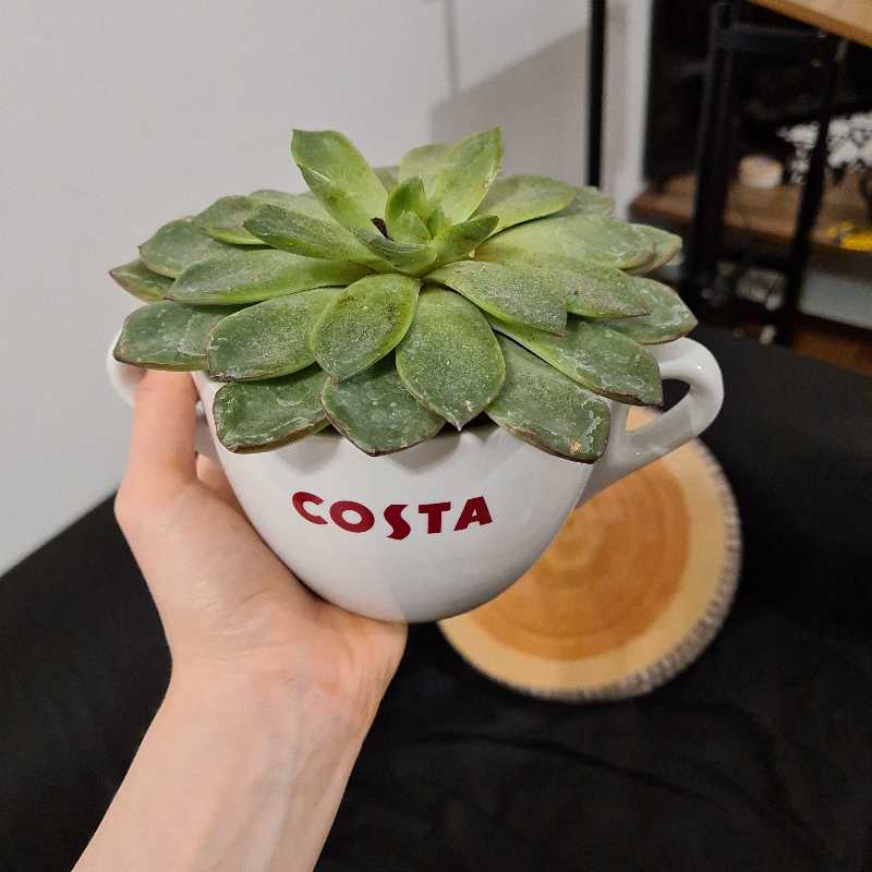 Costa Coffee