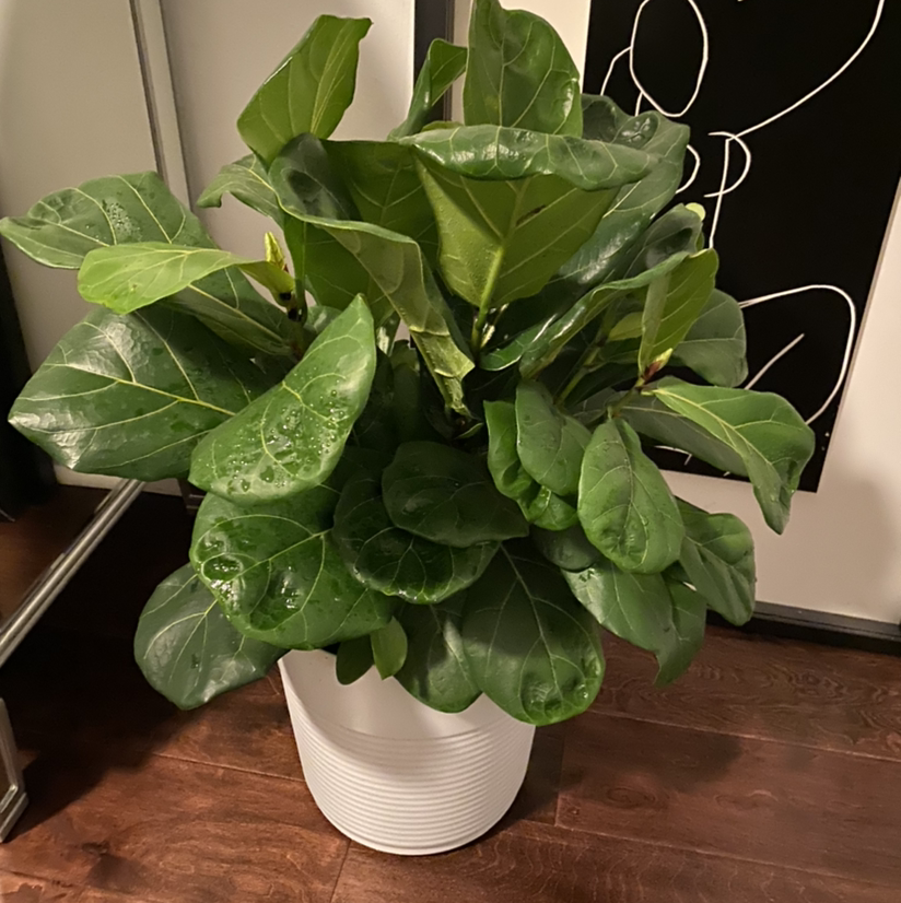 Fiddle Leaf Fig plant photo by Manuel named Manny Fig on Greg, the plant care app.