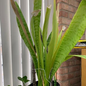 Snake Plant plant photo by Anewsainfoin named Your plant on Greg, the plant care app.