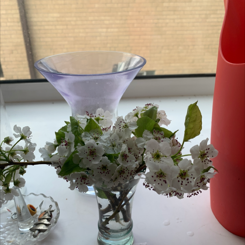 Branch of a Bradford Pear with white flowers in a small glass vase, with a purple vase and red container in the background.