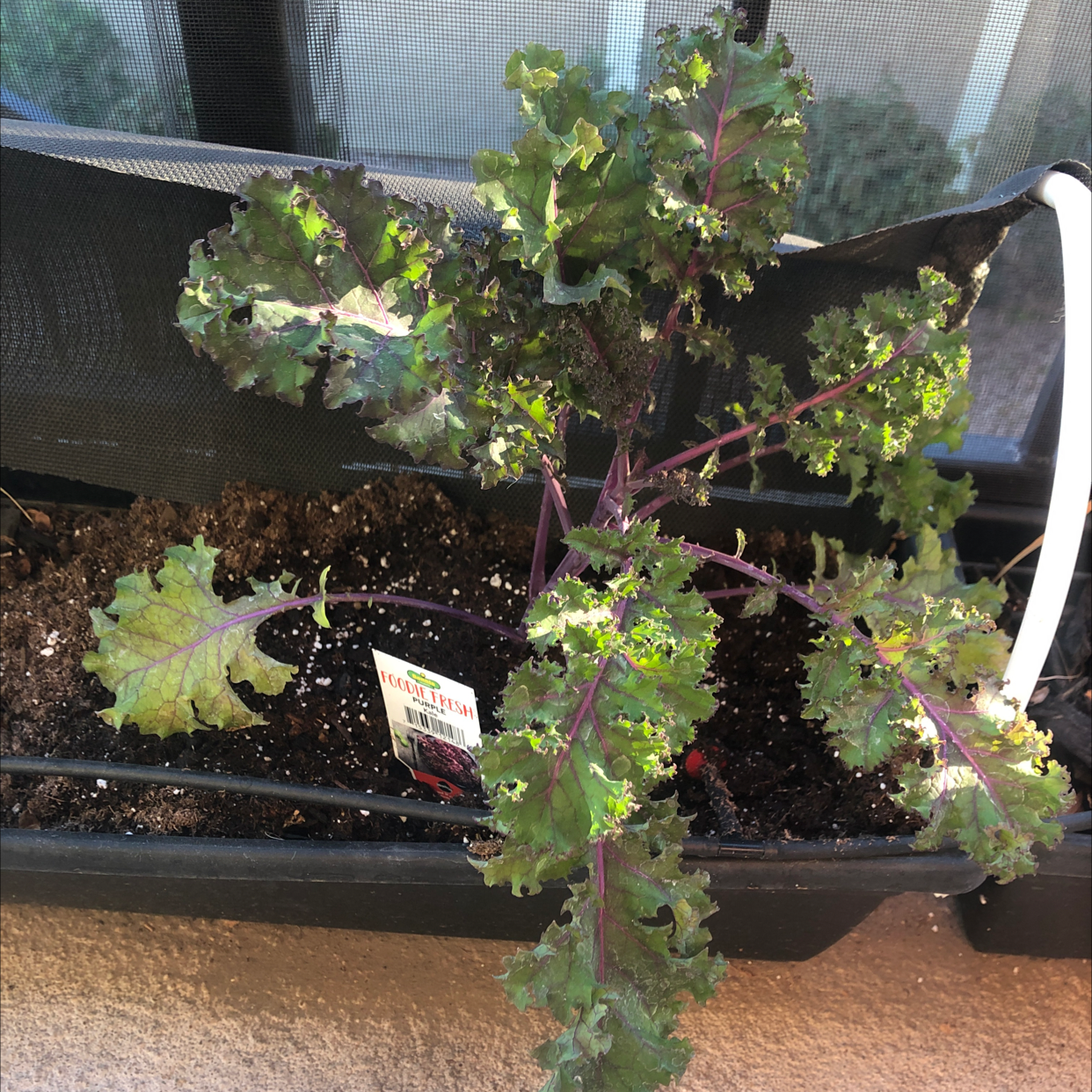 Healthy wild cabbage plant with large green ruffled leaves growing in a black plastic container, some lower leaf yellowing visible.