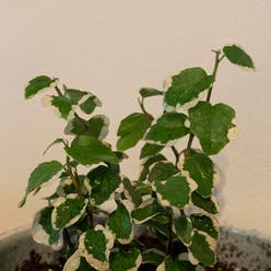 Creeping Fig plant