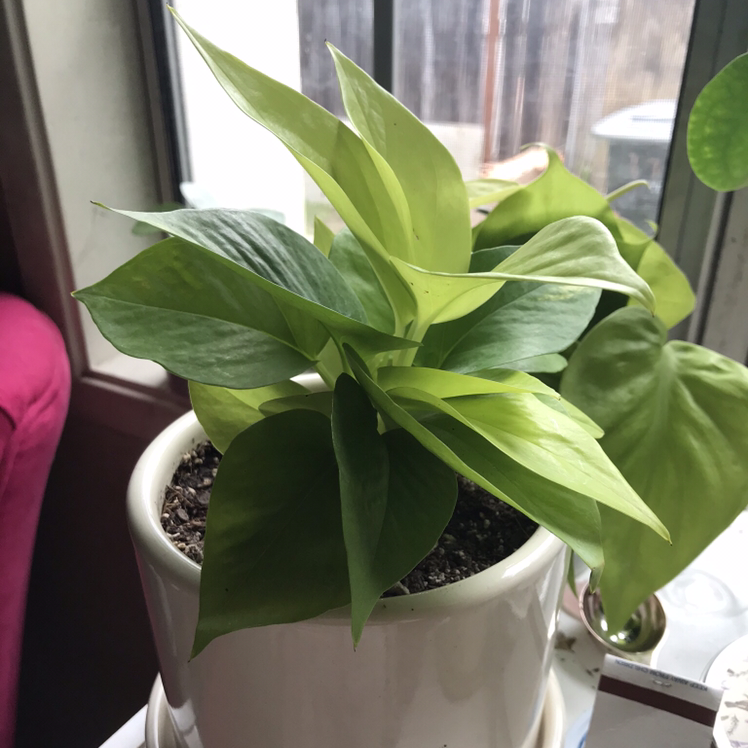 Neon Pothos plant photo by @faerydusts named Alana on Greg, the plant care app.