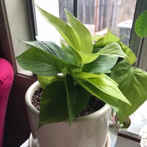 Neon Pothos plant photo by @faerydusts named Alana on Greg, the plant care app.