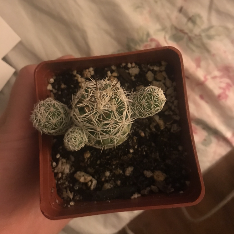 Thimble Cactus in a small pot with visible soil, held by a hand.
