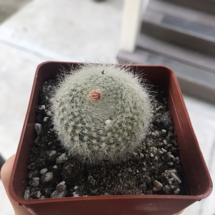 A healthy Mammilloydia cactus in a brown pot with visible soil.