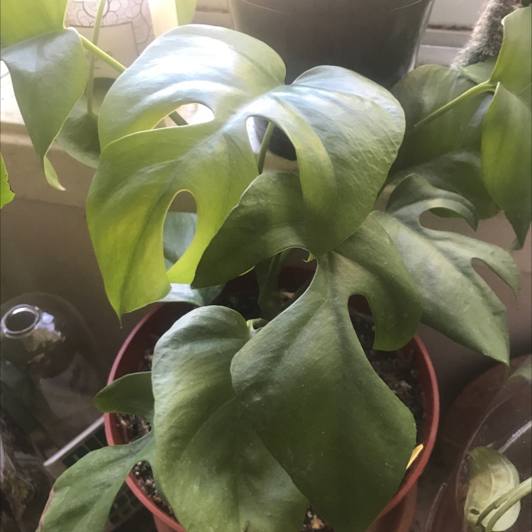 Mini Monstera plant photo by @faerydusts named Ginny on Greg, the plant care app.