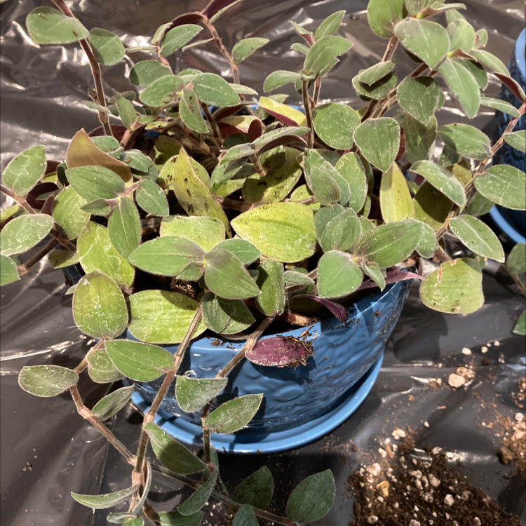 Baby Bunny Bellies plant in a blue pot with green leaves, some slight discoloration visible.