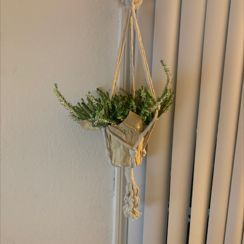 Photo of the plant species Winter Heath 'Darley Dale' by @ComradeTropical named Brezo on Greg, the plant care app