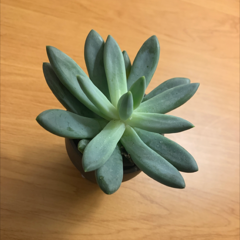 Healthy Little Jewel succulent with thick, fleshy leaves in a rosette pattern on a wooden surface.