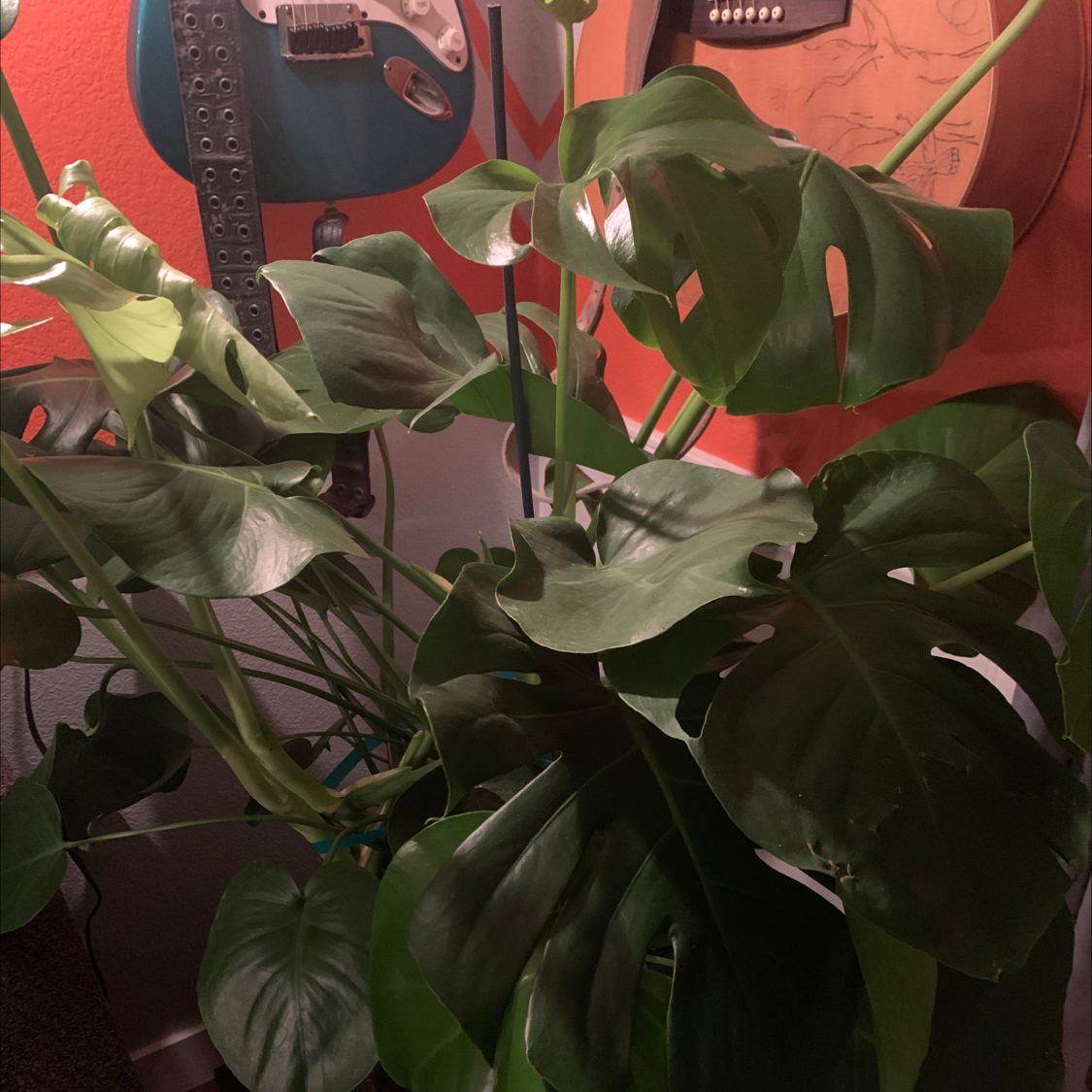 Monstera plant photo by Jessi named 2 Pot Shakur on Greg, the plant care app.