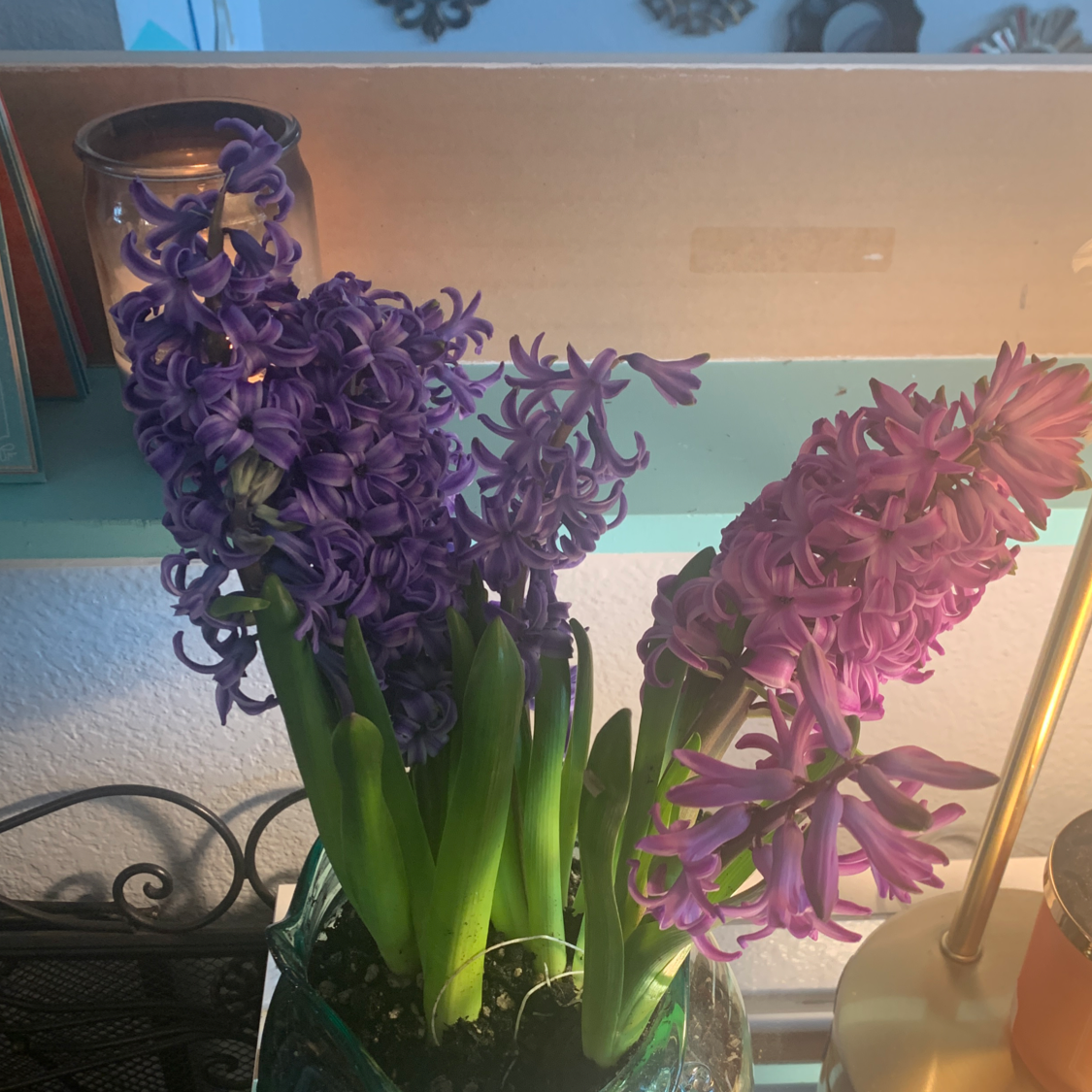 Garden Hyacinth with vibrant purple and pink flowers in a pot.