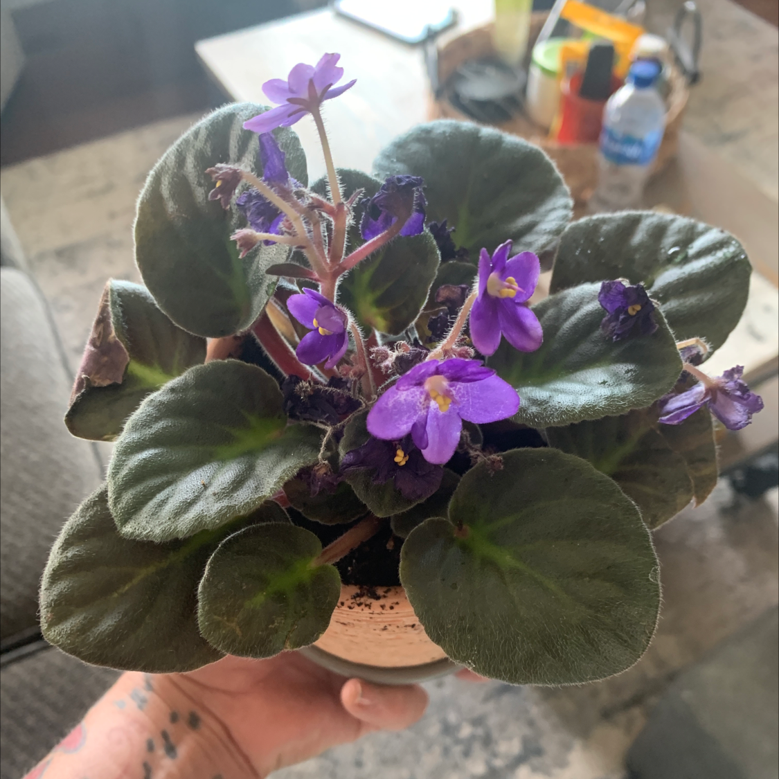Potted Kenyan Violet with dark green leaves and purple flowers, held by a hand.