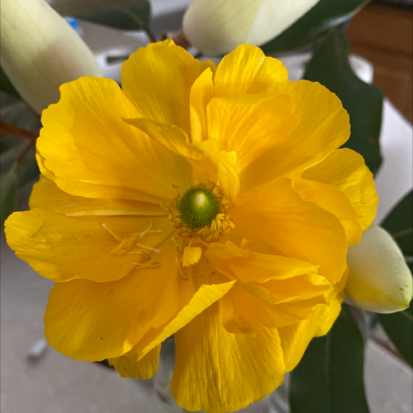 Close-up of a vibrant yellow California Poppy flower with visible petals and central green stigma.