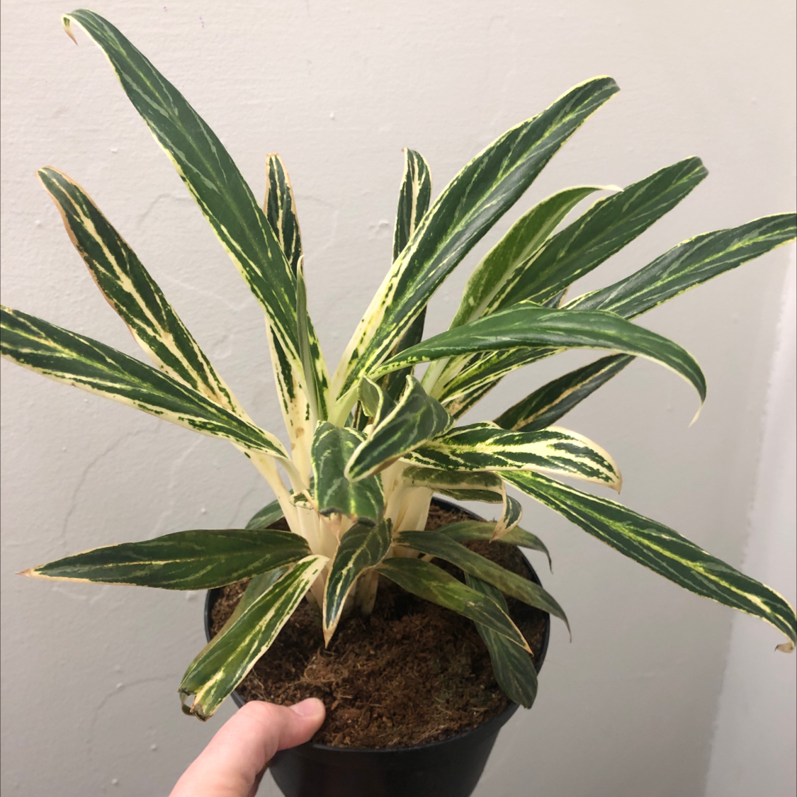 Photo of the plant species Philippines Aglaonema by @alexndraa named Erica on Greg, the plant care app