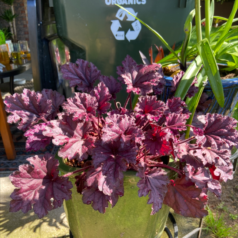 Photo of the plant species Coral Bell by @GaietyNavelwort named Coral on Greg, the plant care app
