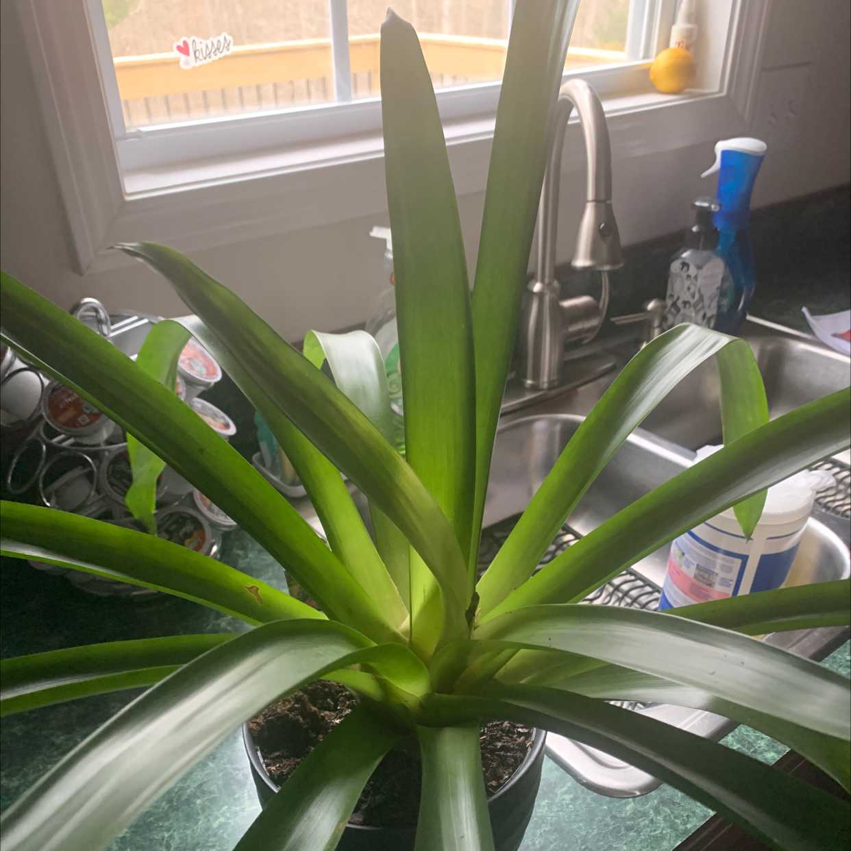 Bromeliad plant on a kitchen counter near a sink, with vibrant green leaves.