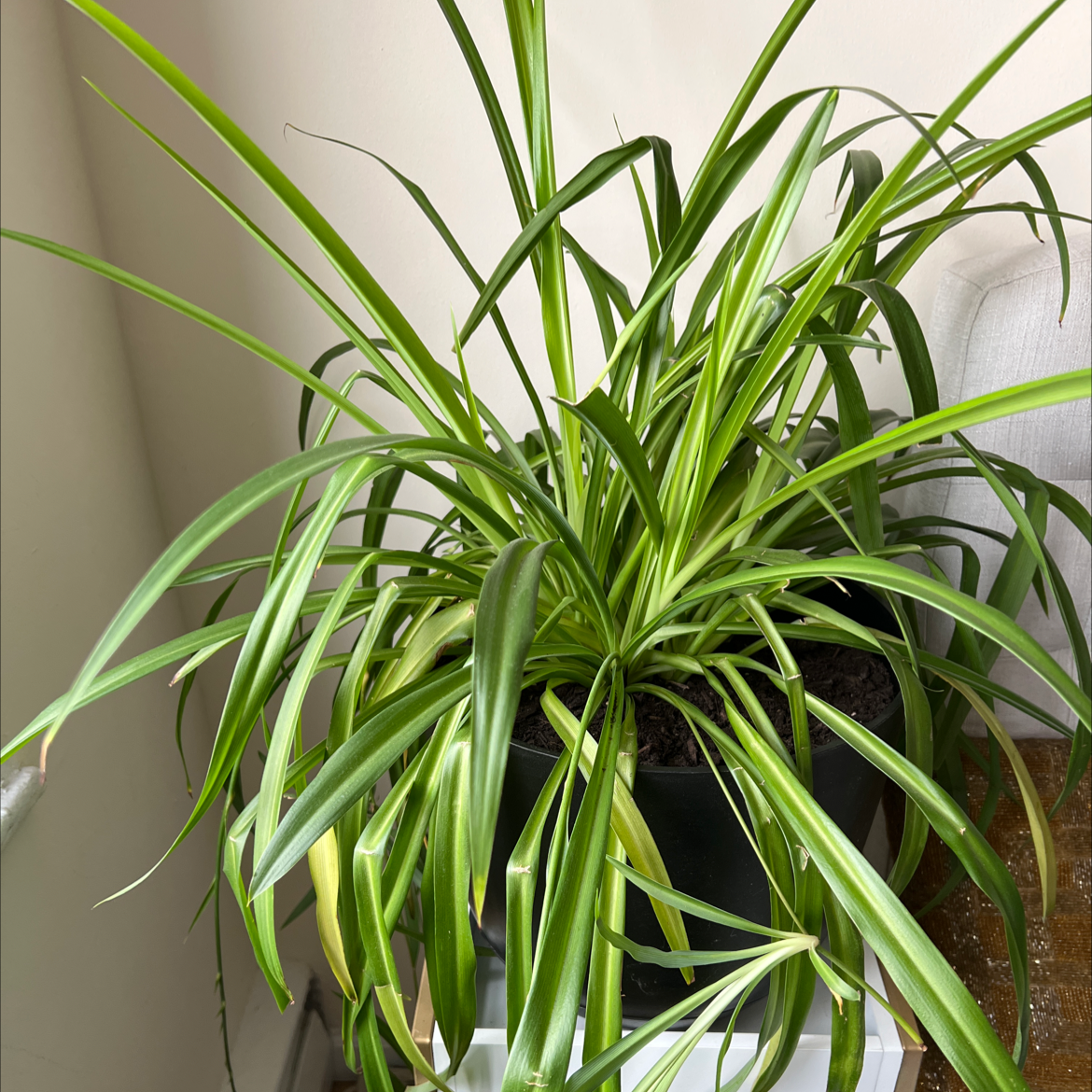 Spider Plant plant photo by @PrudentPunanova named Planty on Greg, the plant care app.