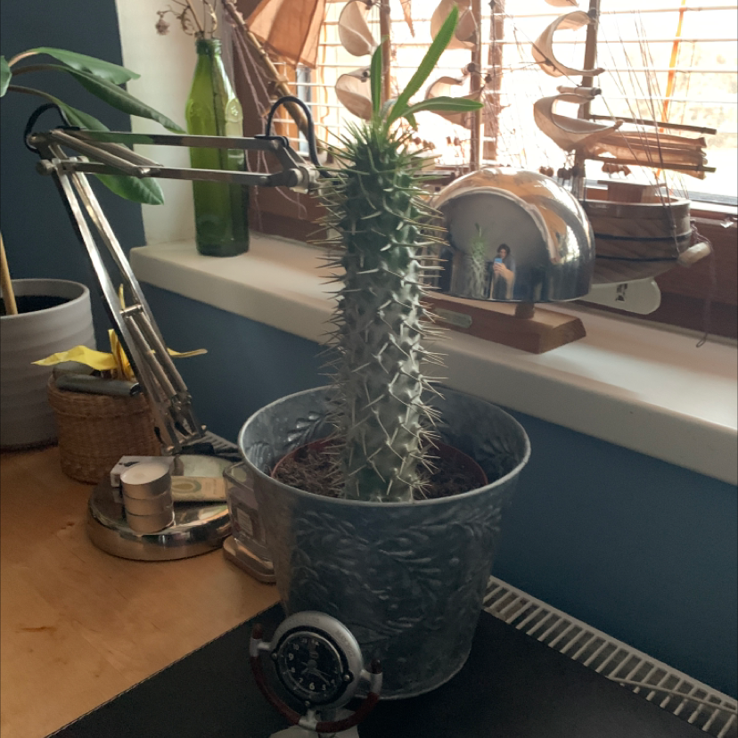 Madagascar Palm (Pachypodium lamerei) in a metal pot on a desk, well-lit and healthy.