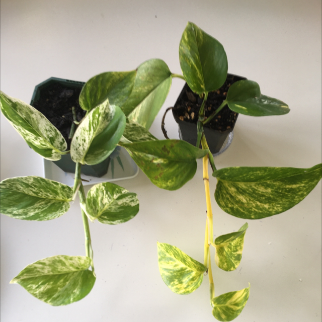 Taro Vine plant photo by @PinguDog named Pothos Twins on Greg, the plant care app.