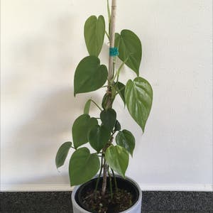 Heartleaf Philodendron plant photo by Pingudog named Apollo on Greg, the plant care app.