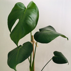 Monstera plant photo by @PinguDog named SunnyJim on Greg, the plant care app.