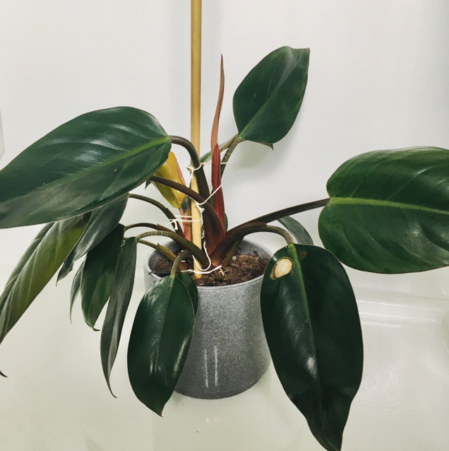 Philodendron 'Congo' plant photo by @PinguDog named Mango on Greg, the plant care app.