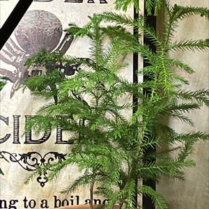 Norfolk Island Pine plant photo by @plantina91 named Aussie on Greg, the plant care app.