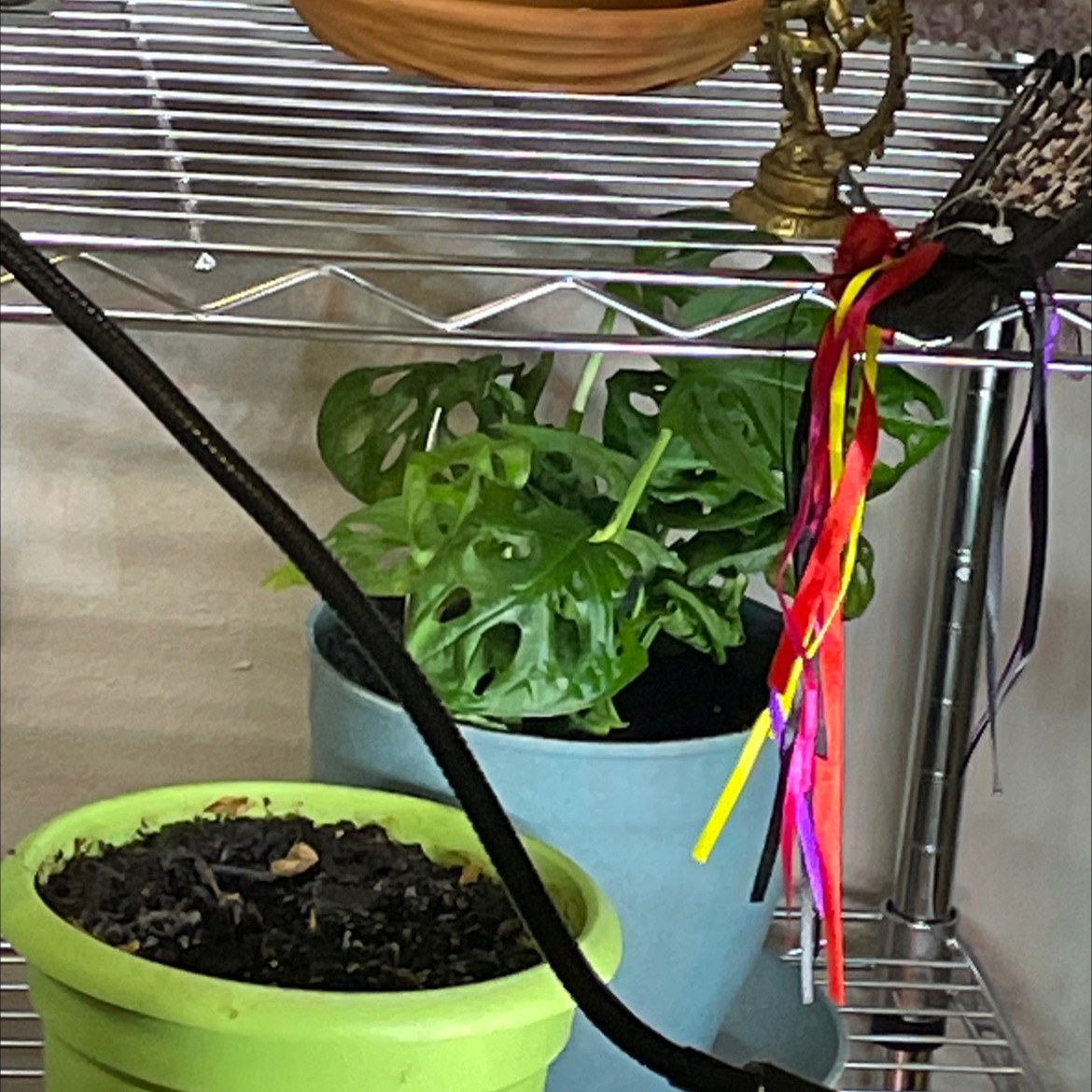 Swiss Cheese Vine plant photo by @plantina91 named Your plant on Greg, the plant care app.