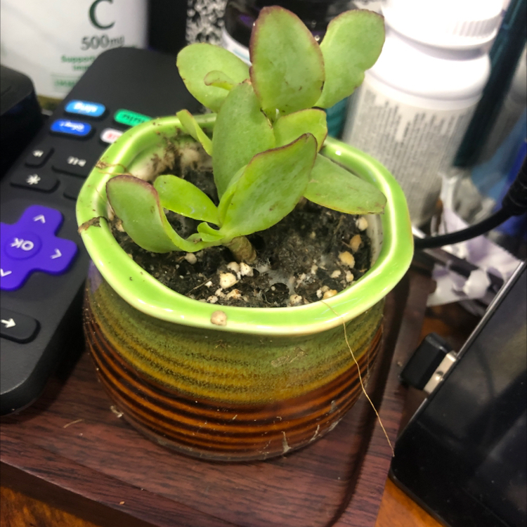 Photo of the plant species Pig's Ear by @AddielsOasis named Nova Linda on Greg, the plant care app