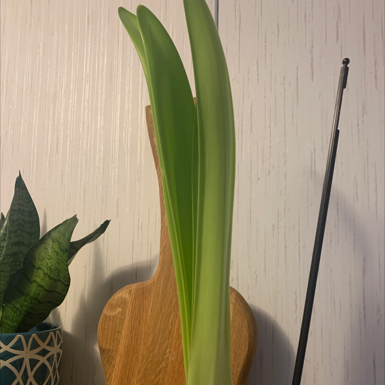 Hippeastrum 'Red Lion' plant with long green leaves, another plant in a pot in the background.