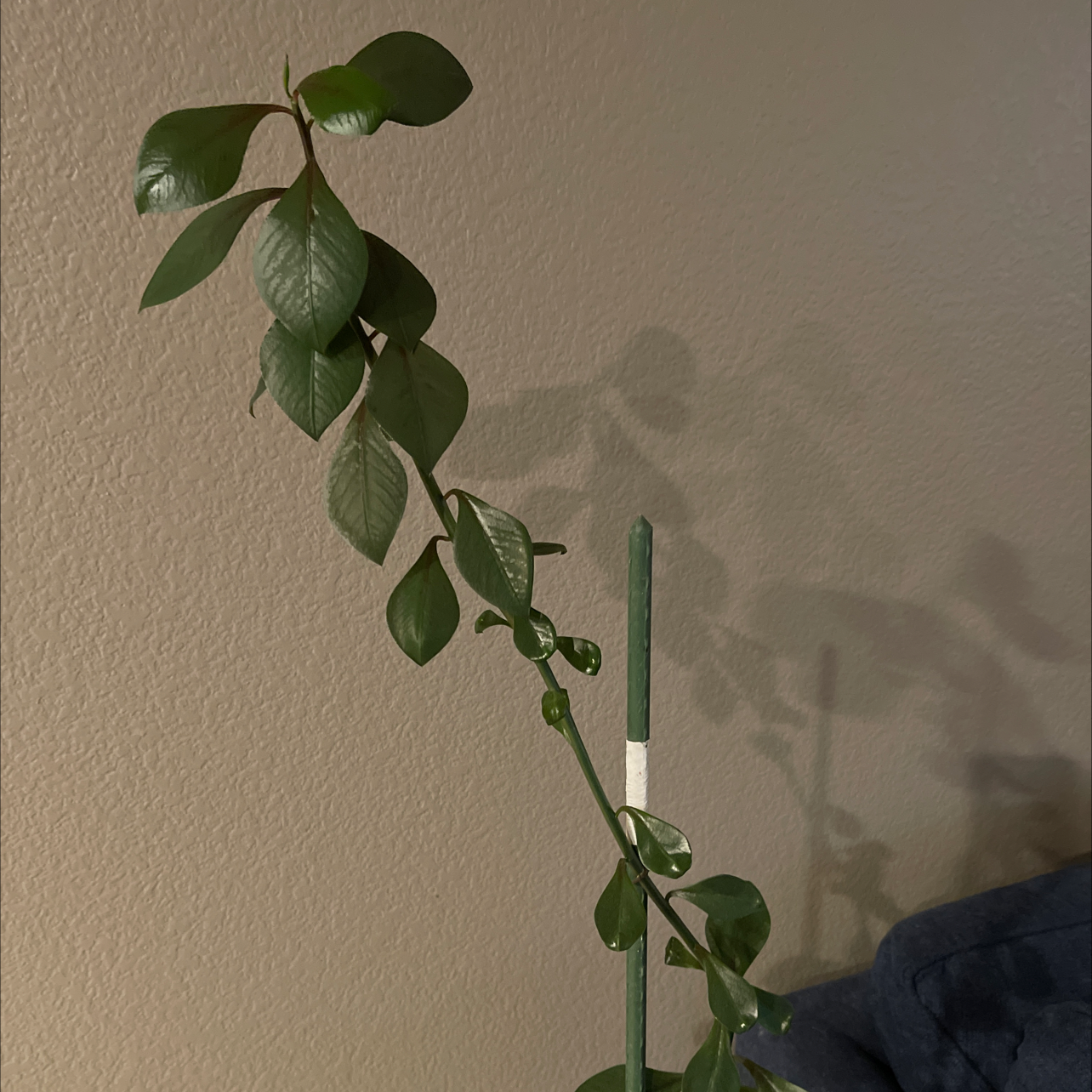 Euphorbia bicompacta plant with green leaves supported by a stake.