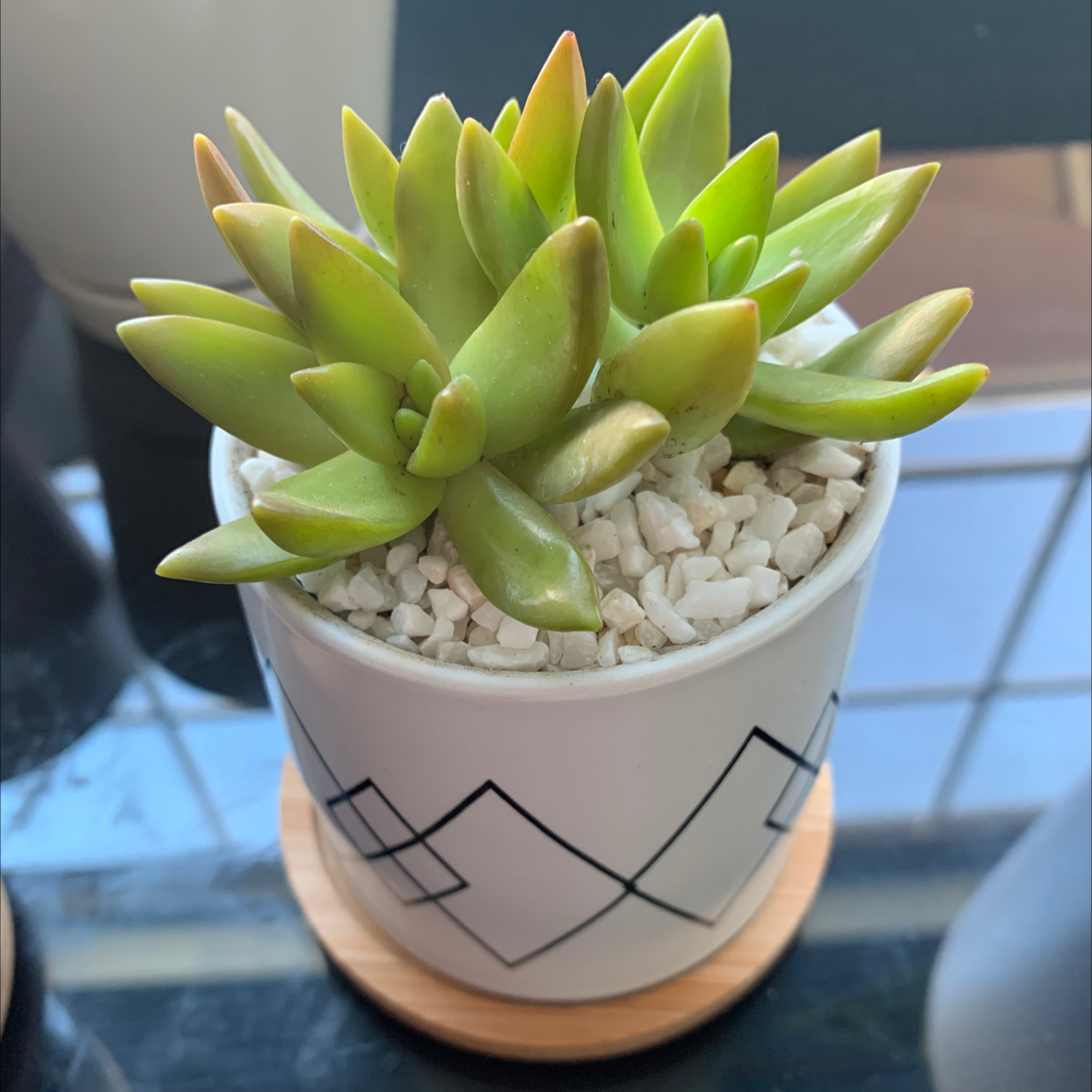 Sedum adolphi 'Golden Glow' plant in a white pot with decorative stones.
