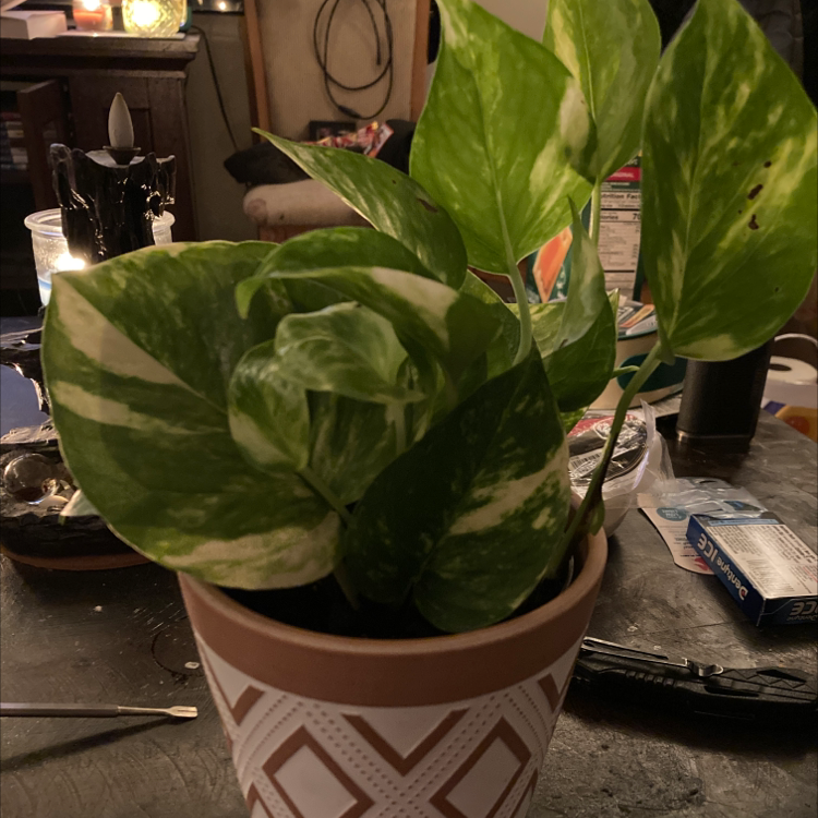Taro Vine plant photo by @TotalFilbert named Hope on Greg, the plant care app.