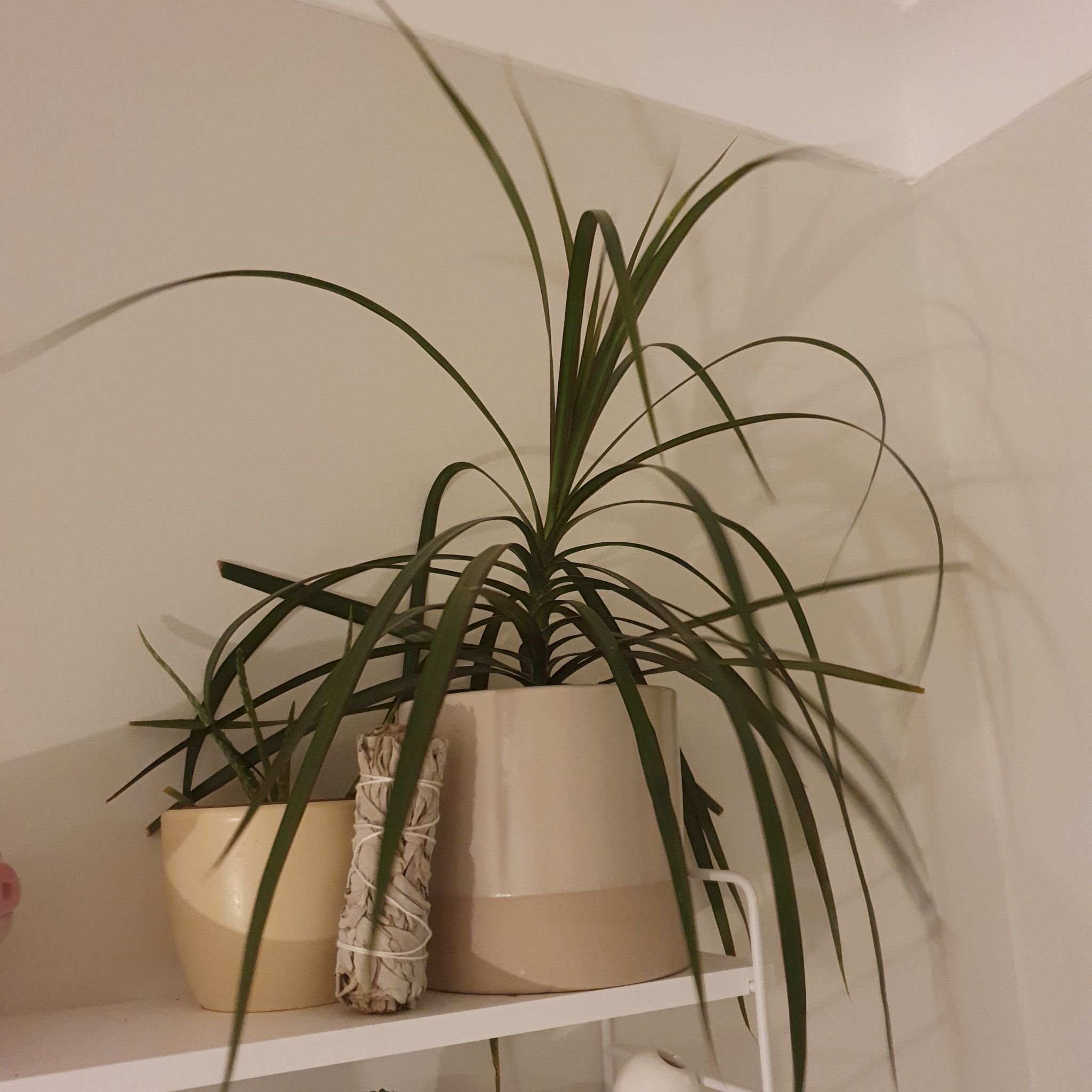 Magenta Dragon Tree in a pot on a shelf with healthy green leaves.