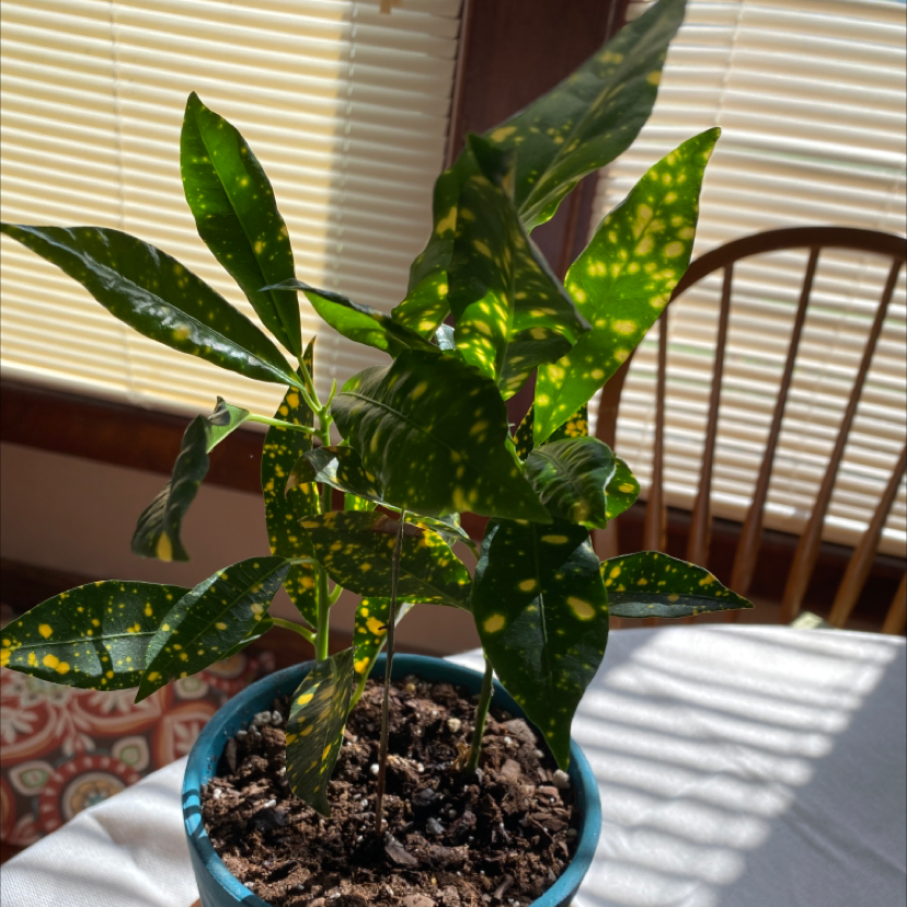 Croton Tamara is Toxic to Dogs 🐶