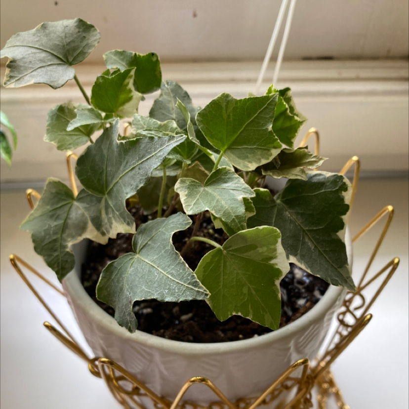 Close-up of a thriving English Ivy plant with lush green leaves, growing in a white ceramic hanging planter.