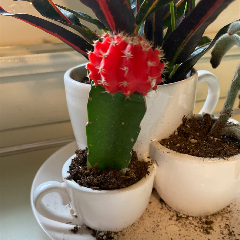 Moon Cactus (Gymnocalycium mihanovichii) in a small white pot with visible soil.