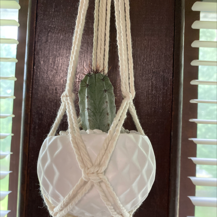 Pleated Cereus cactus in a white hanging pot with macrame hanger.