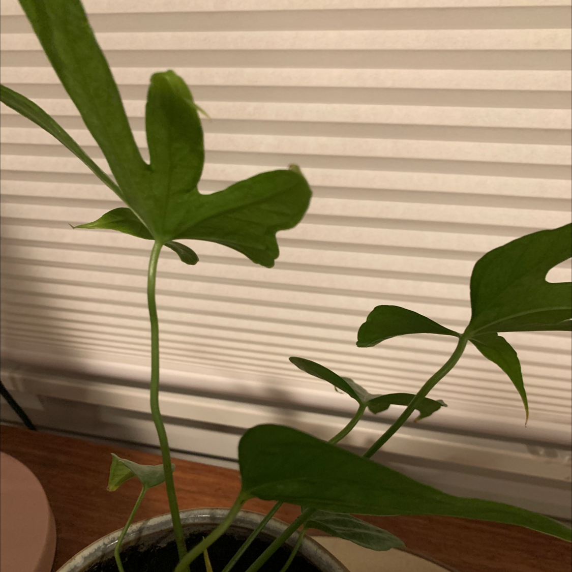 Potted Anthurium Fingers plant with healthy green leaves.