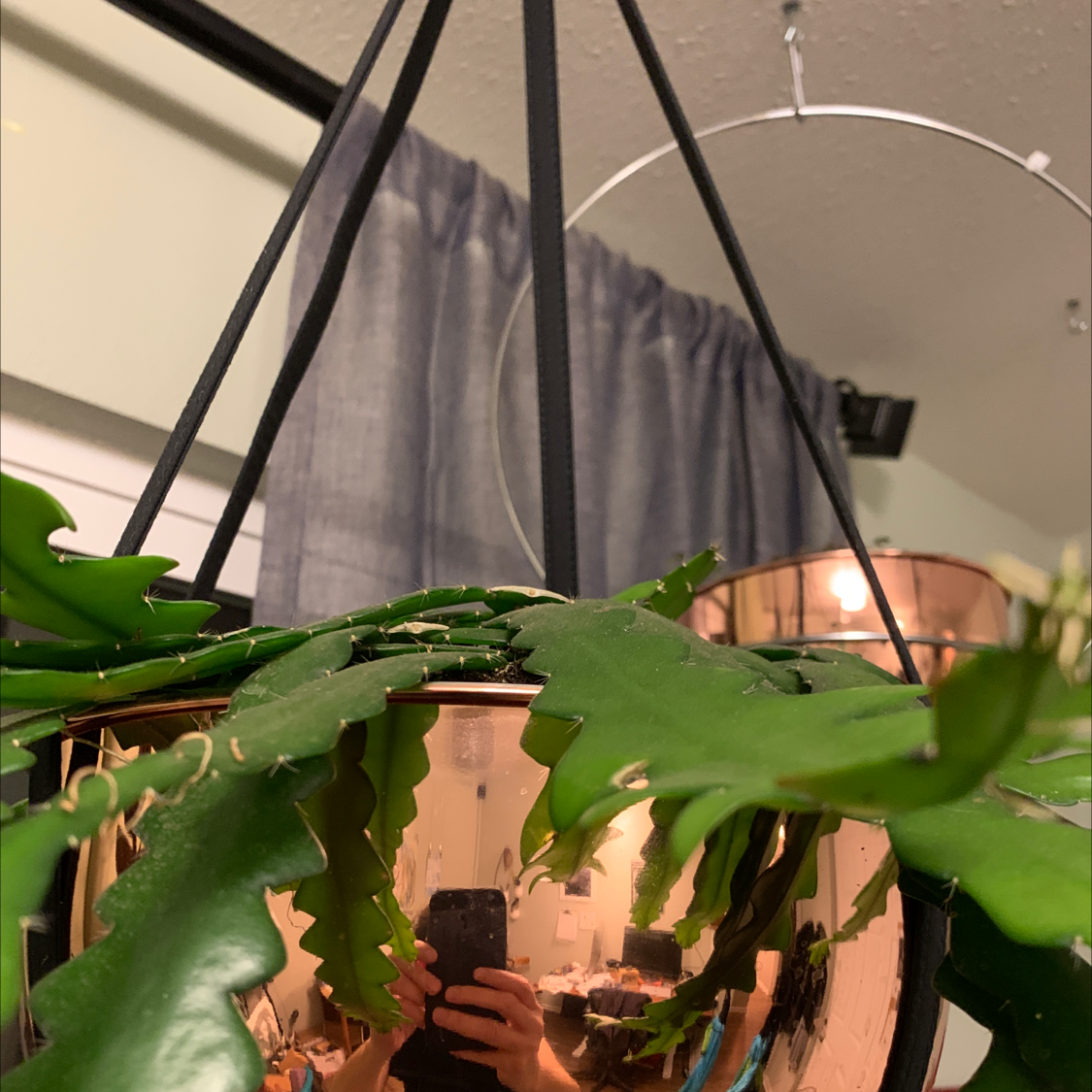 Fishbone Cactus in a hanging pot with vibrant green leaves, background includes a curtain and household items.