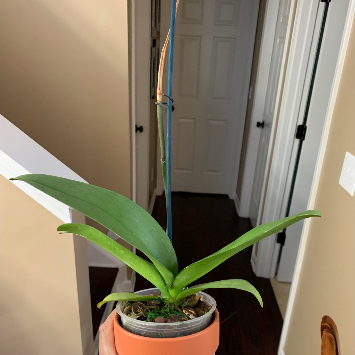 Noble Dendrobium plant in a pot held by a hand, indoor background.