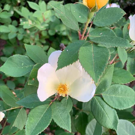 Photo of the plant species Prickly Wild Rose by Toni named Your plant on Greg, the plant care app