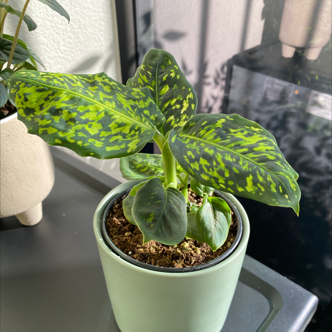 Dumb Cane 'Reflector' plant in a pot with vibrant patterned leaves.