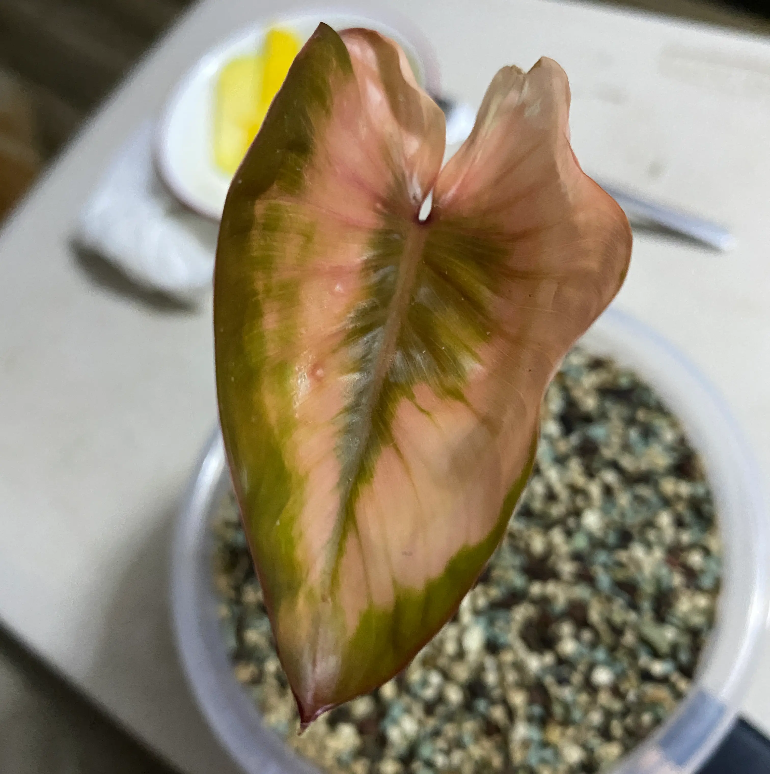 Photo of the plant species Homalomena Pink by @RichlyCocoplum named Tricolor homalomena on Greg, the plant care app