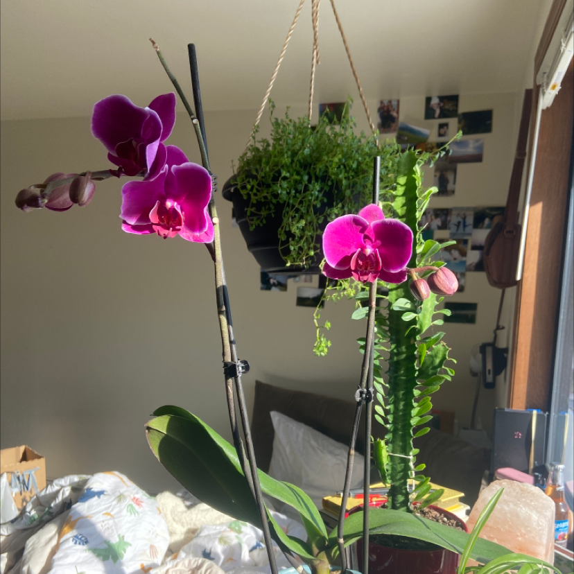 Gardeny