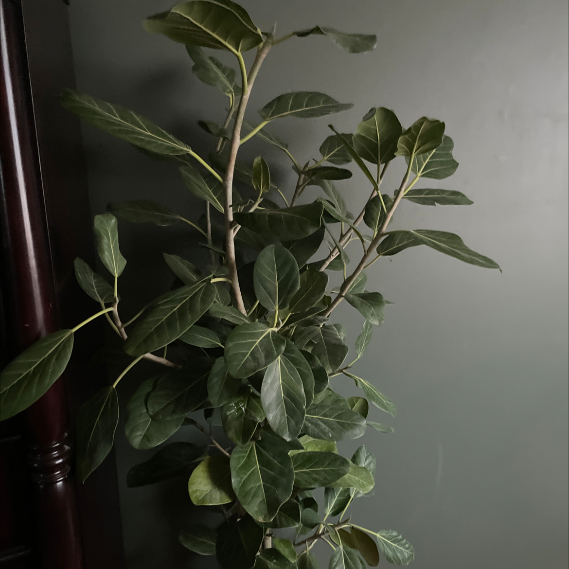 Healthy Audrey Ficus plant with broad, dark green leaves against a plain background.