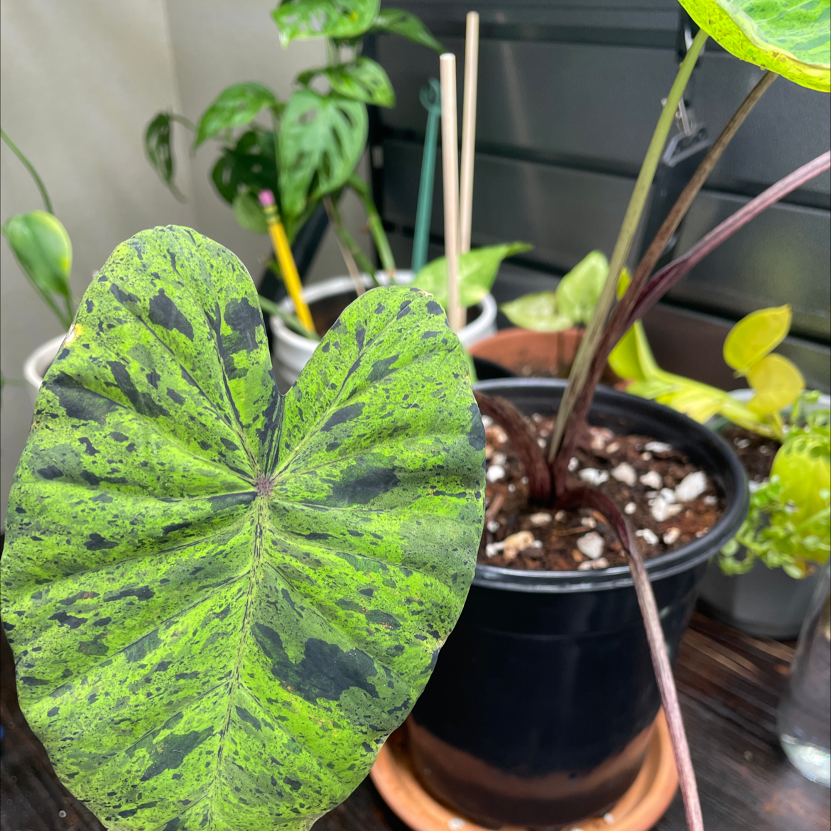 Taro 'Mojito' plant in a black pot with distinctive mottled leaves.