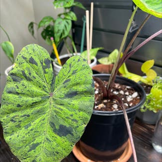 Taro 'Mojito' plant in Somewhere on Earth
